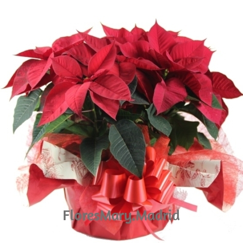 Composición flores de Navidad