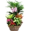 Cesta de Plantas